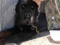 Hope For Paws～ハイウェイに犬がいる？ホームレスに置き去りにされたらしいニューファンドランド犬、無事に保護される