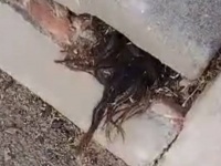 遺体の毛髪なのか？墓石の割れ目から黒い毛が出現するミステリー