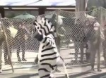 コントではなく真面目です！　動物園のシマウマ捕獲訓練が突っ込みどころしかない