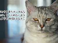 やってんな。猫が監視カメラの位置をずらし犬のいたずら現場を撮影