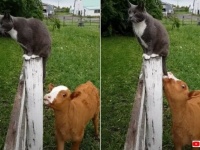 猫のしっぽがゆ～らゆら「コレ美味しいミルクが出てくるやつ？」と赤ちゃん子牛がパクリんちょ
