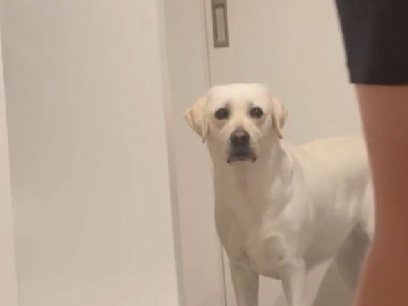 「あれ？何もくれないの……」としょんぼり顔のワンちゃんの動画に4.3万いいね！