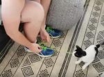「行かないでー！」靴紐を結ぶ飼い主を必死に阻止するニャンコがかわいい！