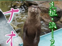 市川市動植物園「ナオ」（「株式会社サンシャインシティ」プレスリリースより）