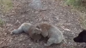 吉田沙保里かよ！コアラ同士のケンカがガチすぎて可愛いけどヤバいｗｗｗ