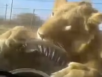 車？食います。サファリパークで車をガブつくライオンのガオォー（南アフリカ）