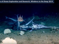 海底での弱肉強食リアル。魚の死骸をむさぼるサメの群れ。そのサメを生きたまま捕食する魚（※食事風景注意）