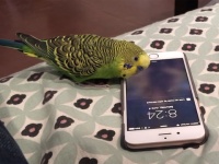 iPhoneの「Siri」を見事に使いこなすインコが賢すぎると話題に