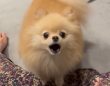 「お風呂ですって！？」飼い主さんの言葉に猛抗議する甘えん坊なワンちゃんの動画に1.6万いいね