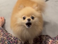 「お風呂ですって！？」飼い主さんの言葉に猛抗議する甘えん坊なワンちゃんの動画に1.6万いいね