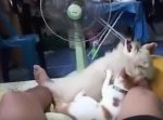 「こりゃいいや♪」猫にマッサージされてご満悦のワンちゃん。