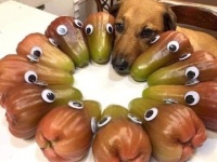 さあ癒されよう！動物たちの尊くてかわいらしい仕草を共有するFacebookページ