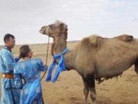 元の飼い主が忘れられず砂漠を100キロ歩いて戻ったラクダ（中国内モンゴル自治区）