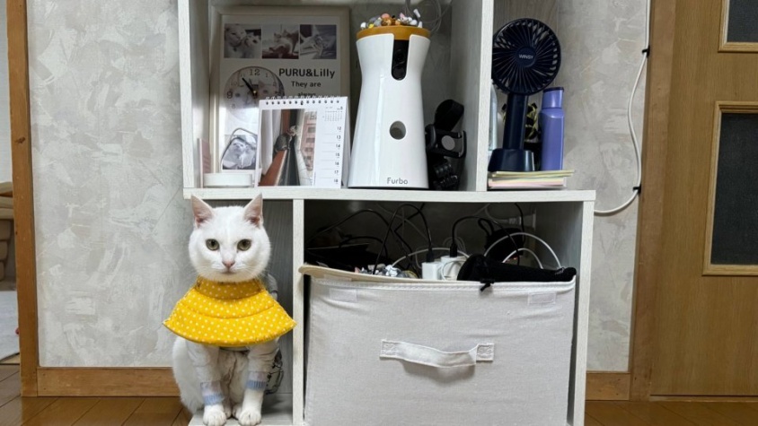 いないと思って探したら...　この写真に潜む猫を、あなたは見つけられるかな？
