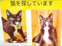 タイピー日記公式ユーチューブチャンネルより https://www.youtube.com/channel/UCIDOHrFd4wl8P6pPyPKlG2A