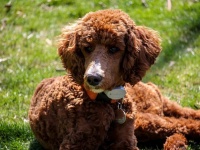 友人が旅行に行くので犬を預かったけど引き取りに来ない。保護施設に持ち込んだ私は間違ってる？