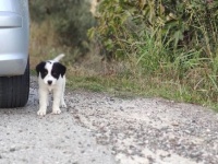 ボクを一緒に連れてって！車の後を必死で追いかけてきた野良犬の保護物語（ギリシャ）