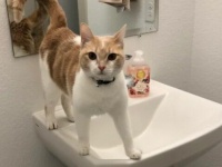 洗面台？関係ないね。猫、洗面所ですっくと立ってモフを要求。その眼差しの熱さがかわいいんじゃ～！