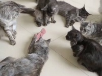 「この変なヤツはいったいニャに？」愛猫たちに怪しいオモチャをプレゼントしてみた結果