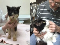 ケージに閉じ込められた状態で生死をさ迷っていた猫の救出物語（アメリカ）