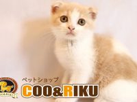 有限会社 Coo&amp;RIKUのプレスリリース画像