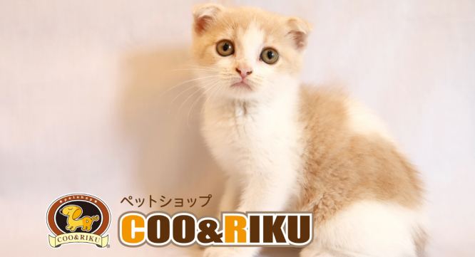 有限会社 Coo&amp;RIKUのプレスリリース画像