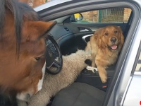 おばあさんが大好きな犬、馬、羊たちが車をカージャック