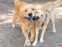 愛犬「早く一緒に遊びたい！」お隣の飼い犬に恋をしたゴールデン、彼女が大きくなるまで2か月待ち続けた結果