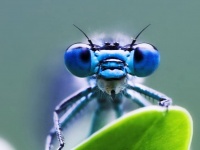 昆虫も痛みを感じることを示す証拠が発見される