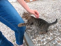 街角で可愛い子猫に出会った！人懐っこい子猫としばしイチャコラを楽しむ動画