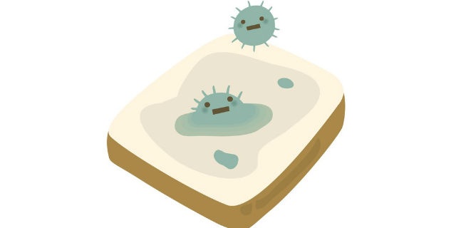 青カビの生えたパン