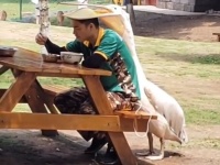 ペリカンにロックオンされた男性。食事中にくちばしの袋を頭にすっぽり被せられる