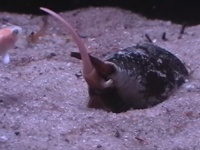 触手からの口ぱっくん！水中の静かなる暗殺者「イモガイ」が小魚を捕食するその瞬間の動きが凄かった