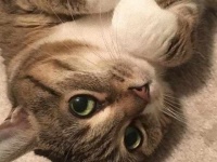 猫の前足がくるっとなってかわいい件についての画像集