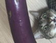 〝巨大ナス〟と3歳猫の比較画像に12万人驚がく　人々の目を奪ったのは...