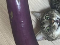 〝巨大ナス〟と3歳猫の比較画像に12万人驚がく　人々の目を奪ったのは...