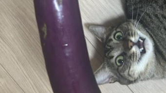〝巨大ナス〟と3歳猫の比較画像に12万人驚がく　人々の目を奪ったのは...
