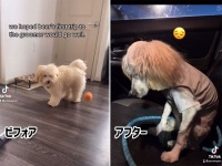 ふわふわの犬が、ピエロのペニーワイズ化。犬の失敗ヘアカット、ビフォア・アフター