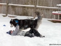 雪の中ハスキー犬が待っていたのは隣に住む少年だった。仲良く一緒に遊ぶ尊い友情