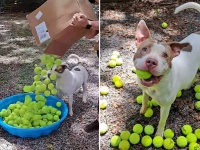 うれしい顔ってこんな顔。保護施設の犬に大好きなテニスボールが大量に届く
