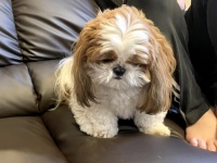 飼い主「今日お尻しぼりだから」→犬「絶望」　落ち込みワンコの〝しょんぼりフェイス〟が愛おしい