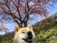 柴犬まるの「東京・谷根千さんぽ」～東大へ行くの巻～