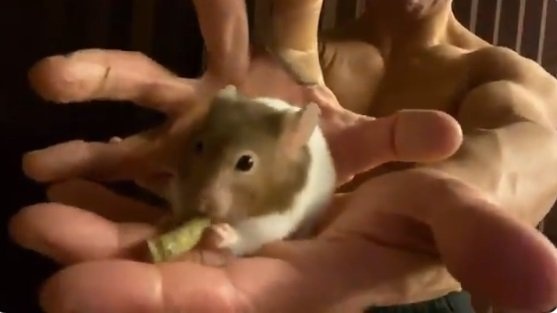 マッチョ×ハムスター...（画像はBIGKILLER（bigkiller0118