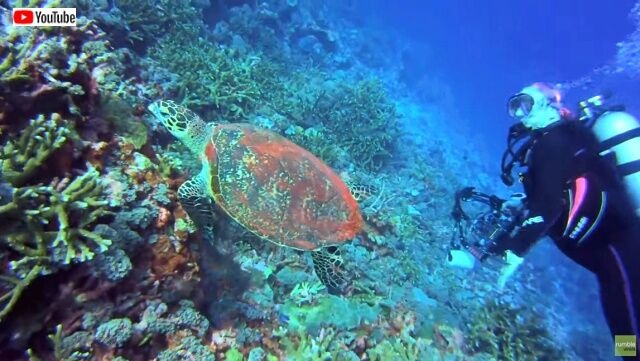 friendlyturtle6_640