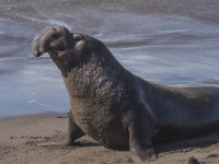 オスのゾウアザラシが溺れている子アザラシを救い出す。繁殖期のオスの利他的行動は初の目撃例