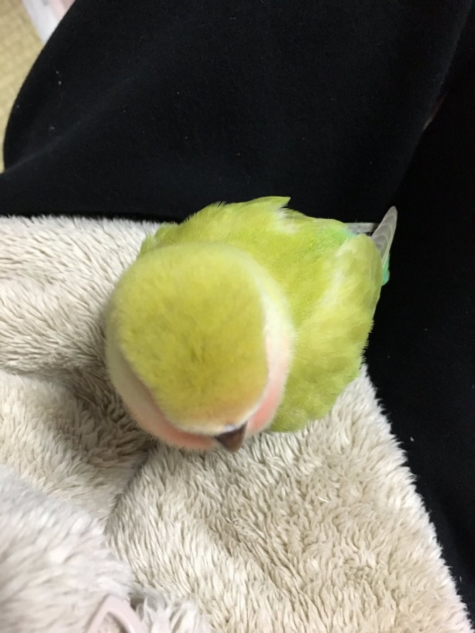 むら (mura_kfk0228)さんのツイート