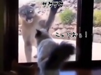 「この家はオレが守る！」ガラス越しのネコ科対決。ピューマ  VS イエネコ