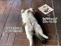 猫が歩道でヘソ天で寝ていると、なぜかお金が集まってしまう国がある