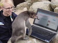 孤独なペンギンが、出会い系サイトでパートナーを募集中!?