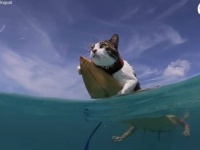 「海が好き！水遊び大好き！」星の名を名前に持つ猫、ハワイの海でサーフィンを満喫する